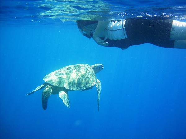 Kimi meets a turtle